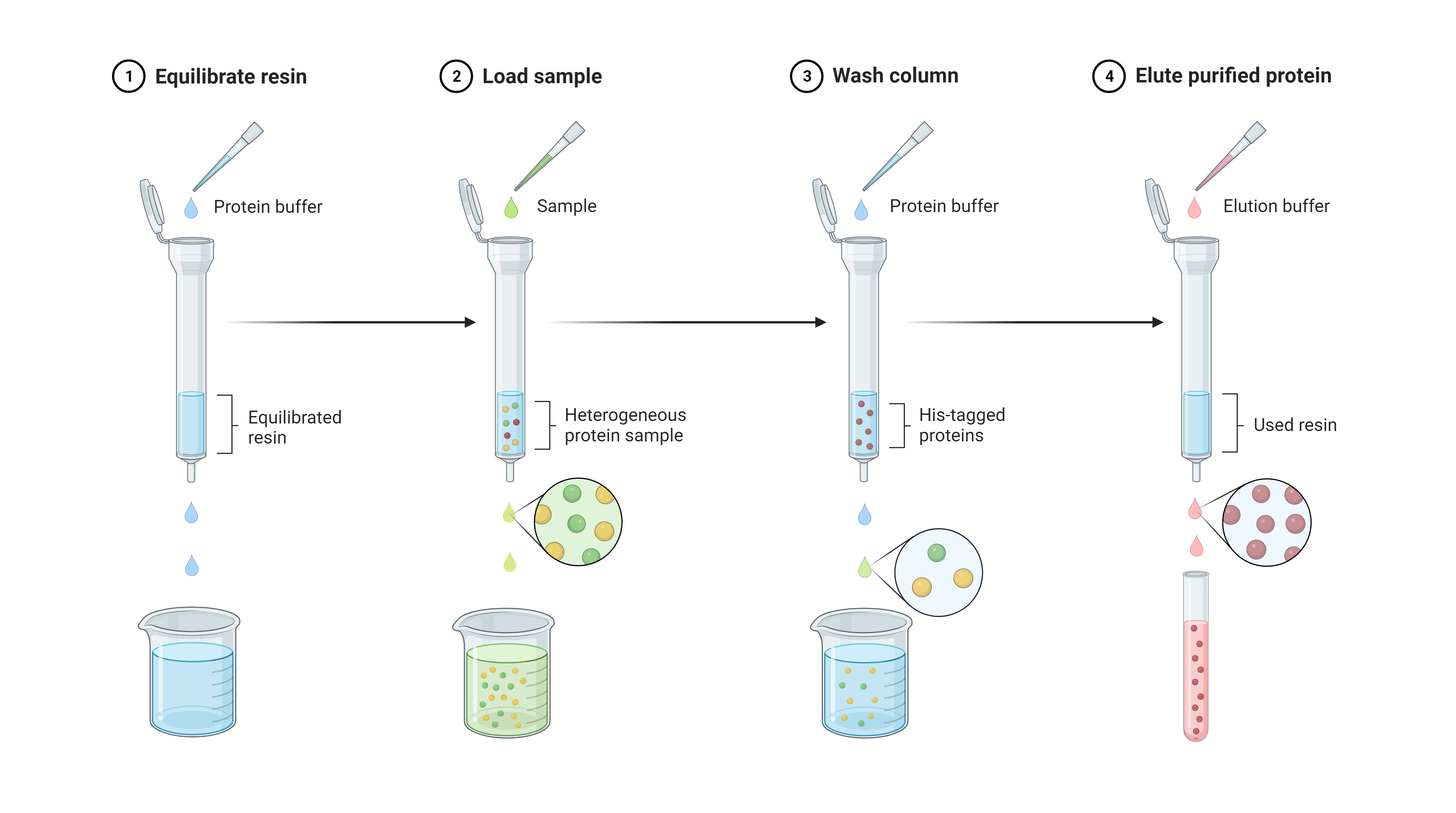 glutathione in affinity chromatography PROTEINDEX Agarose 4FF Prepacked Cartridge and Western Blotting Affinity Purification | AAT Bioquest