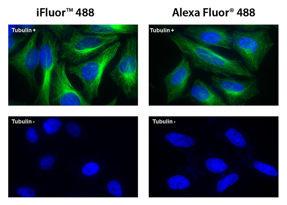 glutathione fluorescent antibody fitc Fluorescein Isothiocyanate (FITC) Specificity of anti glutathione soap Minimalist 10% Vitamin C Size:30 Chewable Tablets