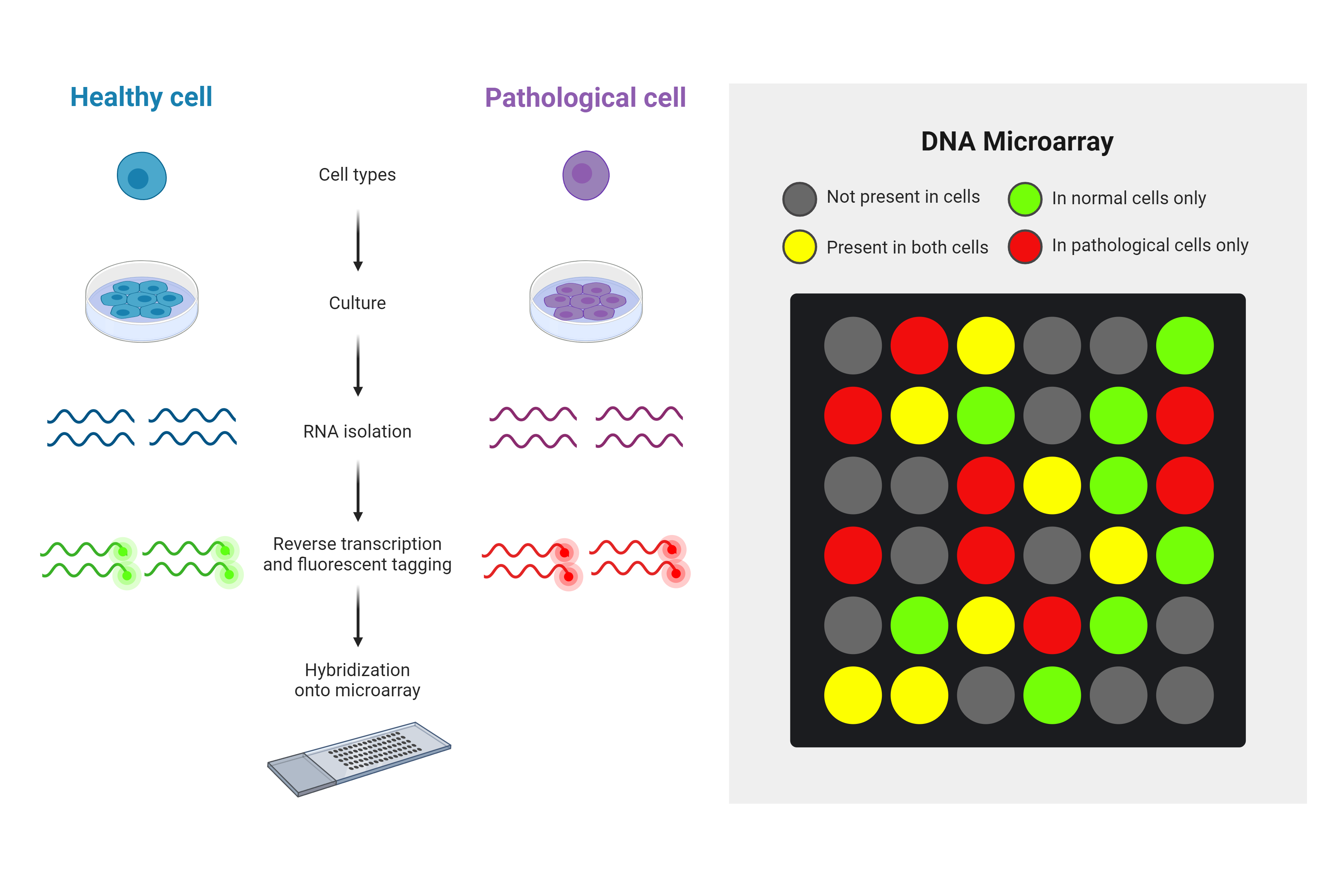 【洋書】DNA MIcroarrays and Gene Expression 洋書】DNA MIcroarrays and Gene Expression DNA MIcroarrays