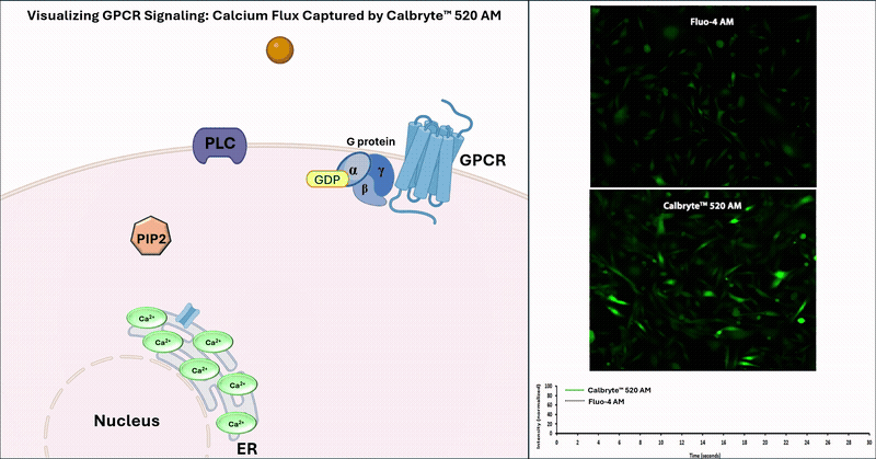 新型钙离子荧光探针Calbryte520, AM *细胞渗透性*