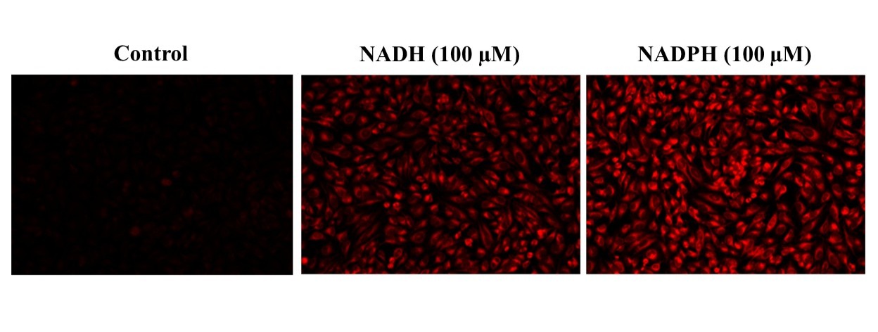 Cell Meter 细胞内NADH / NADPH荧光成像试剂盒 深红色荧光