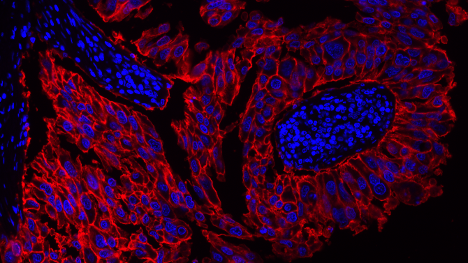 DAPI(4',6-二脒基-2-苯基吲哚二盐酸盐)*10mM水溶液* CAS 28718-90-3