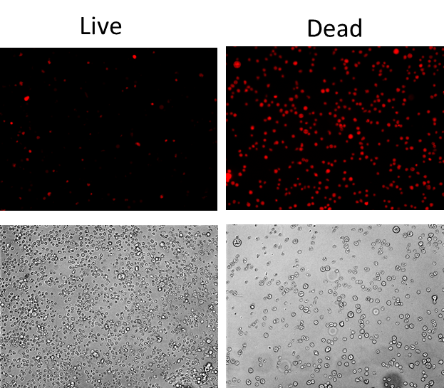 Live or Dead™ Fixable Dead Cell Staining Kit *Orange Fluorescence ...