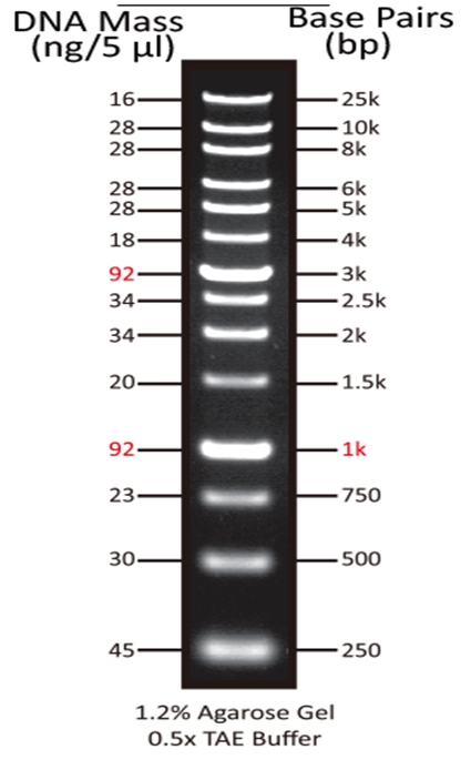 ReadiUse GeneRuler 1 Kb DNA Ladder 