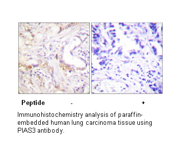 PIAS3 Antibody AAT Bioquest