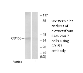 CD153 Antibody | AAT Bioquest