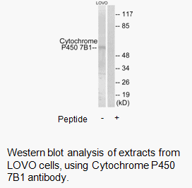 Cytochrome P450 7B1 Antibody | AAT Bioquest