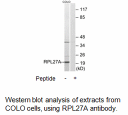 RPL27A Antibody | AAT Bioquest