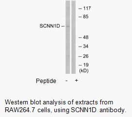 SCNN1D Antibody AAT Bioquest
