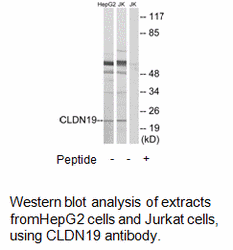 CLDN19 Antibody | AAT Bioquest