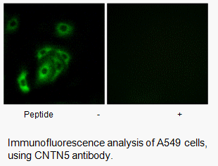 CNTN5 Antibody | AAT Bioquest