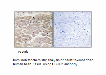CBCP2 Antibody | AAT Bioquest