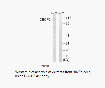 CBCP2 Antibody | AAT Bioquest