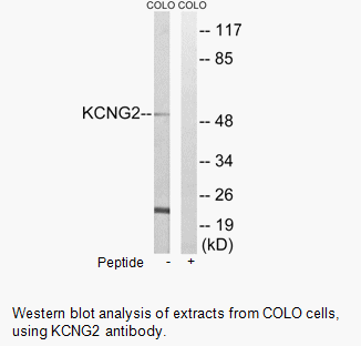KCNG2 Antibody | AAT Bioquest