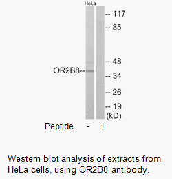 OR2B8 Antibody AAT Bioquest