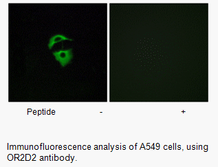OR2D2 Antibody AAT Bioquest
