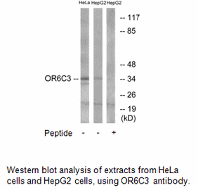 OR6C3 Antibody AAT Bioquest