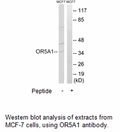 OR5A1 Antibody AAT Bioquest