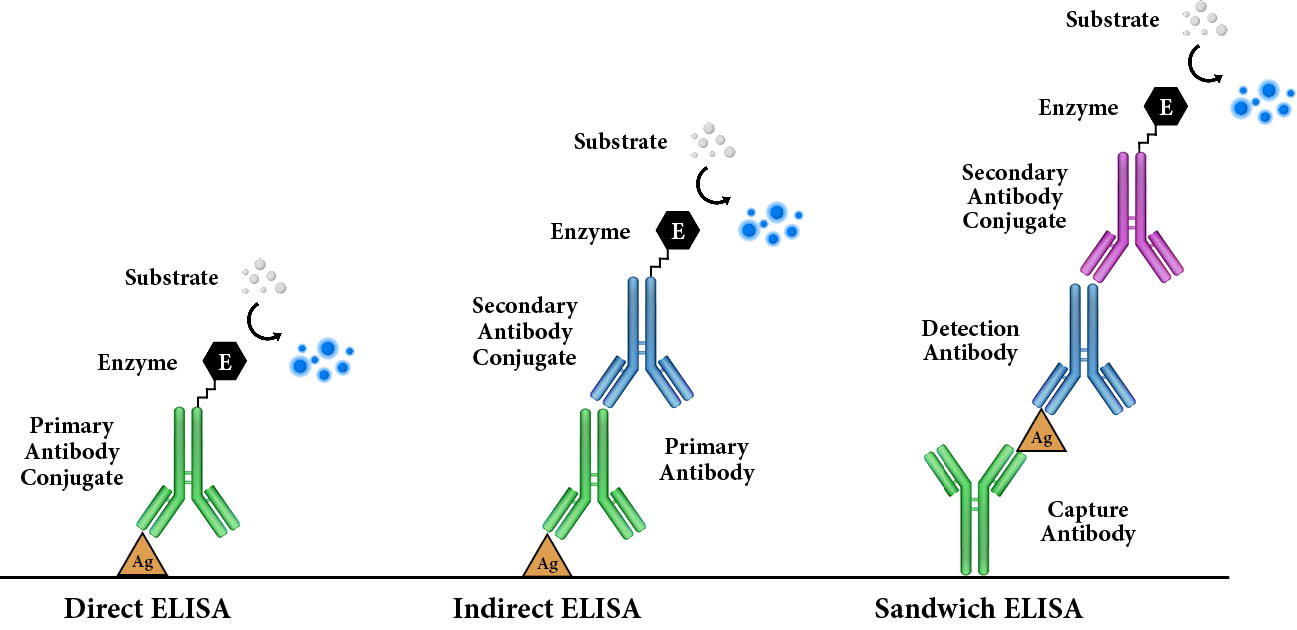 enzyme-linked-immunosorbent-assay