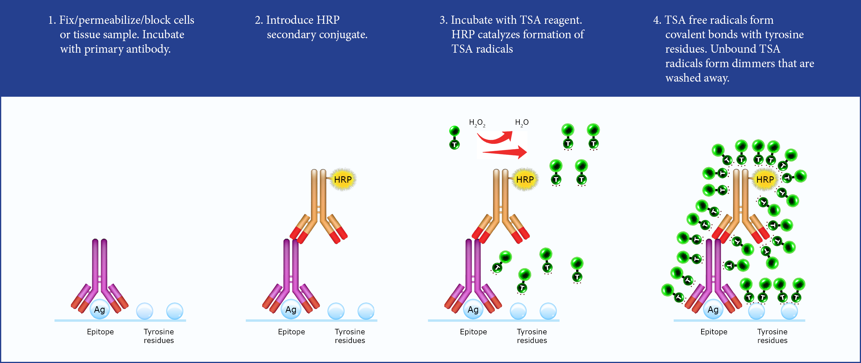 TSA workflow illustration