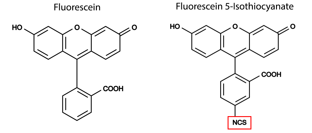 FITC Fluorescein Isothiocyanate AAT Bioquest FITC Fluorescein Isothiocyanate AAT Bioquest