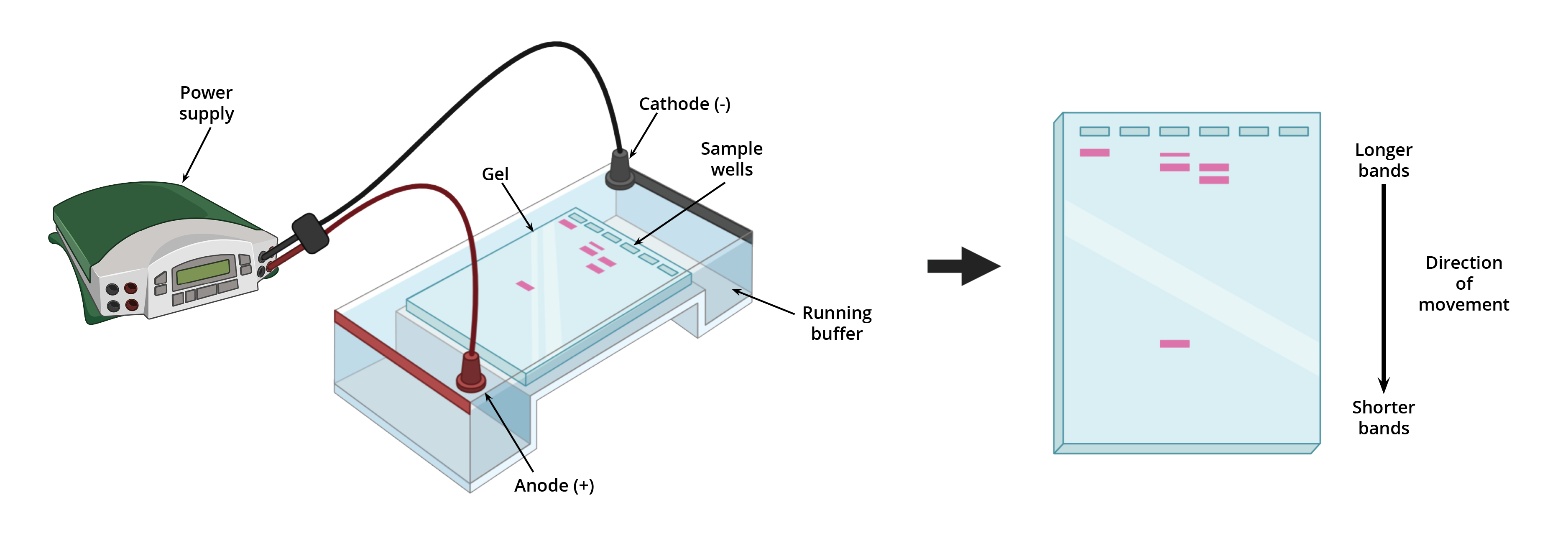 Gel Electrophoresis Diagram 6787