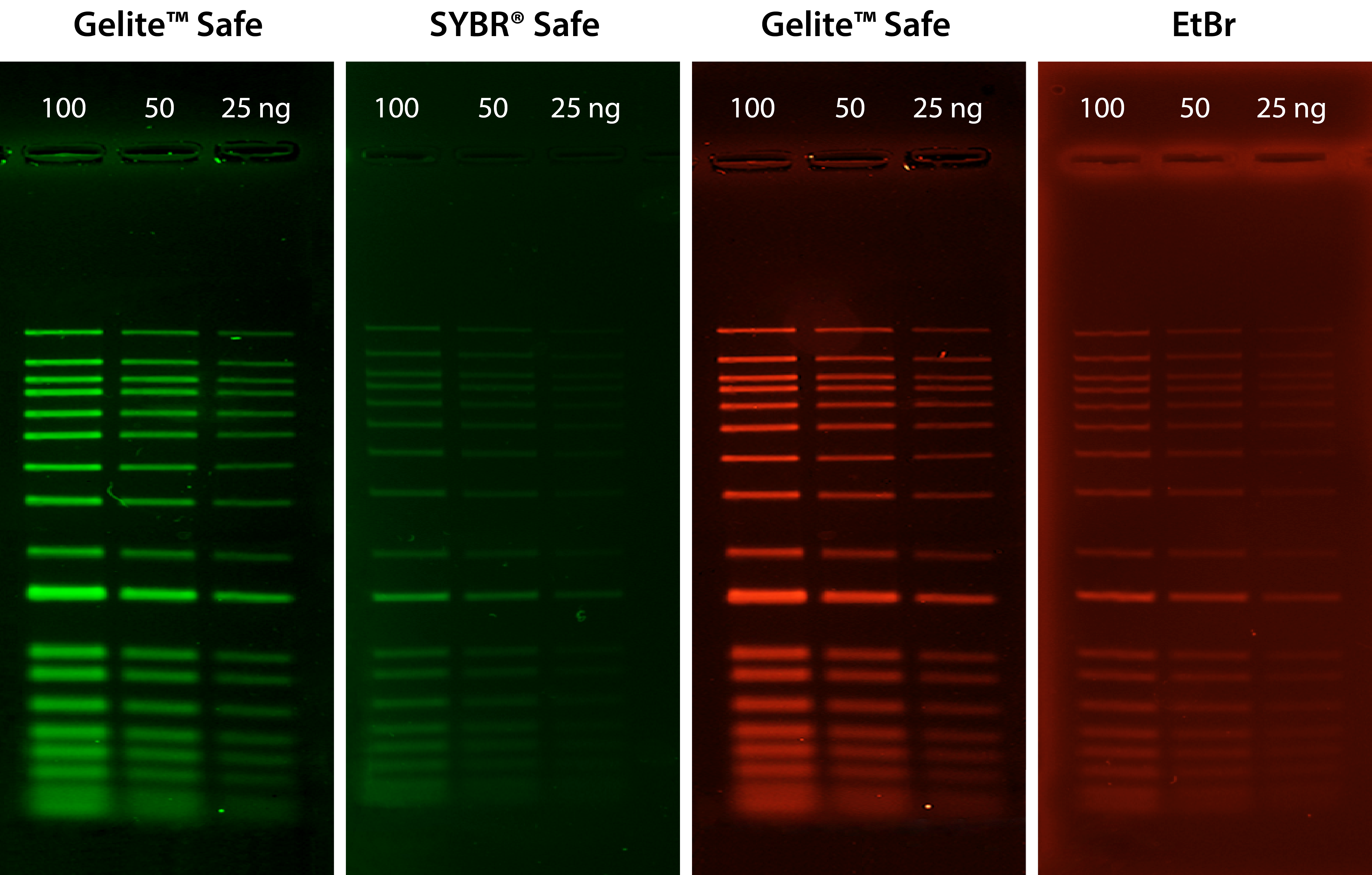 A Practical Guide For The Detection And Analysis Of PCR Products AAT 