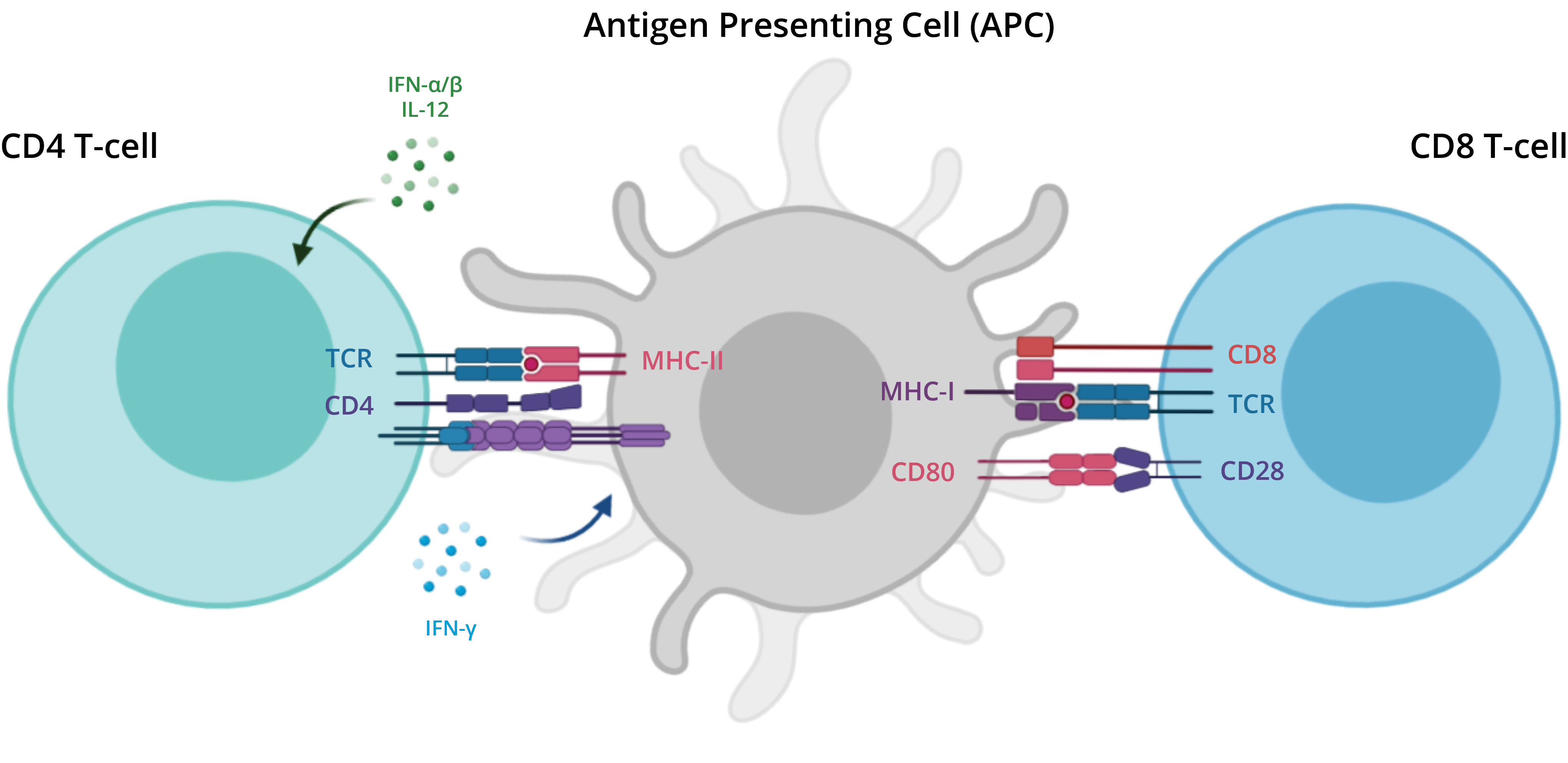 T Cell Activation Schematic Cytoskeletal Control Of Antigen Dependent 